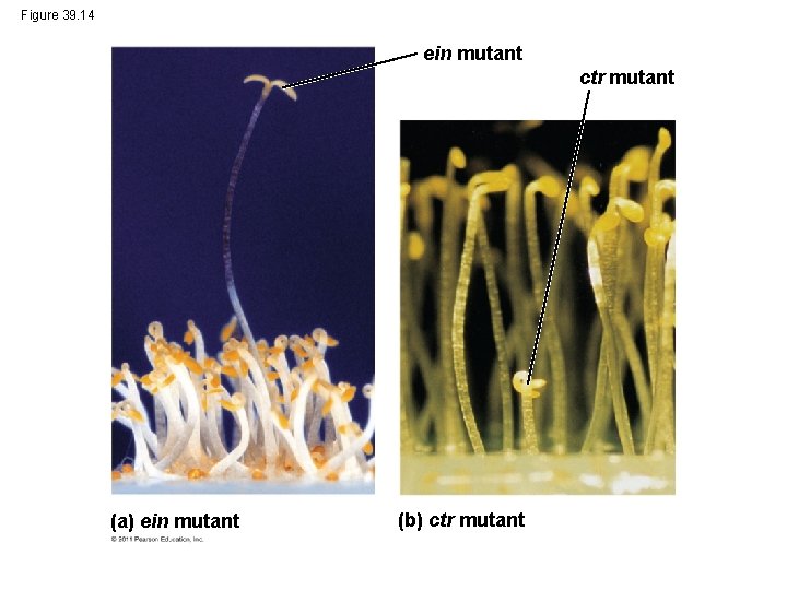 Figure 39. 14 ein mutant ctr mutant (a) ein mutant (b) ctr mutant 