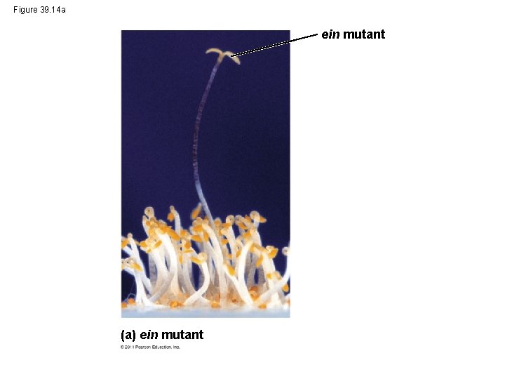 Figure 39. 14 a ein mutant (a) ein mutant 