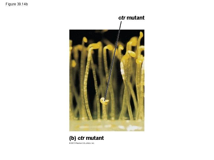 Figure 39. 14 b ctr mutant (b) ctr mutant 