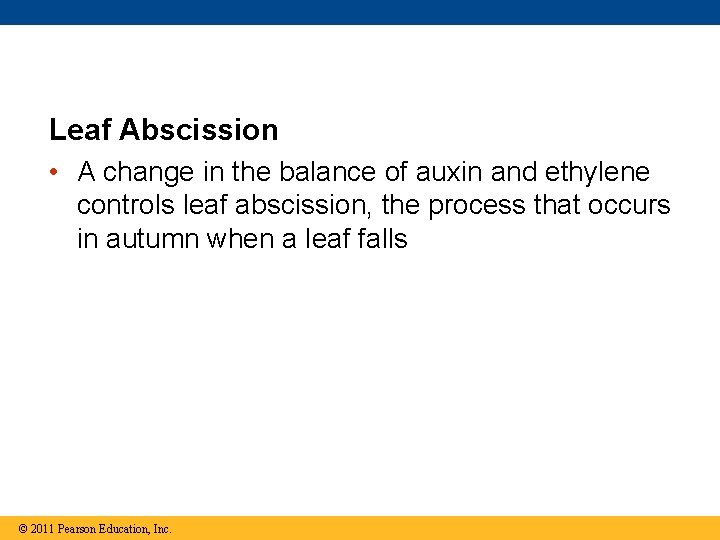 Leaf Abscission • A change in the balance of auxin and ethylene controls leaf