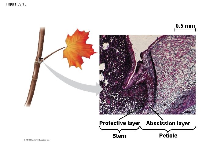 Figure 39. 15 0. 5 mm Protective layer Abscission layer Stem Petiole 