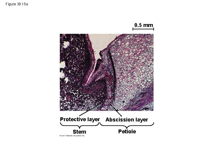 Figure 39. 15 a 0. 5 mm Protective layer Abscission layer Stem Petiole 