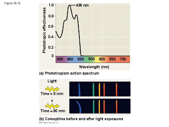 Phototropic effectiveness Figure 39. 16 1. 0 436 nm 0. 8 0. 6 0.