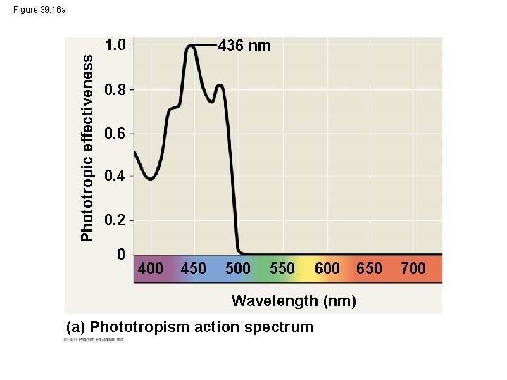 Figure 39. 16 a Phototropic effectiveness 1. 0 436 nm 0. 8 0. 6