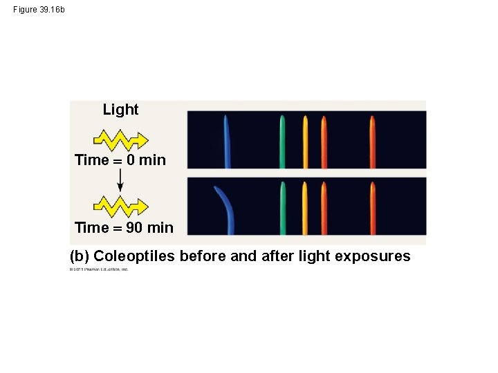 Figure 39. 16 b Light Time 0 min Time 90 min (b) Coleoptiles before