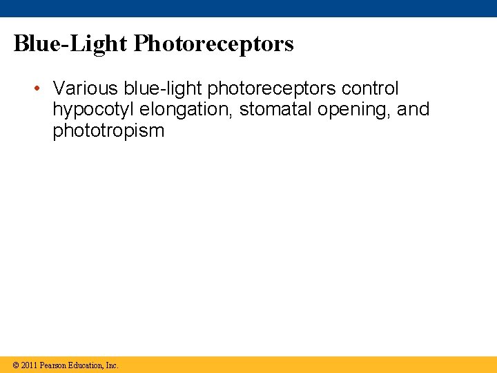 Blue-Light Photoreceptors • Various blue-light photoreceptors control hypocotyl elongation, stomatal opening, and phototropism ©