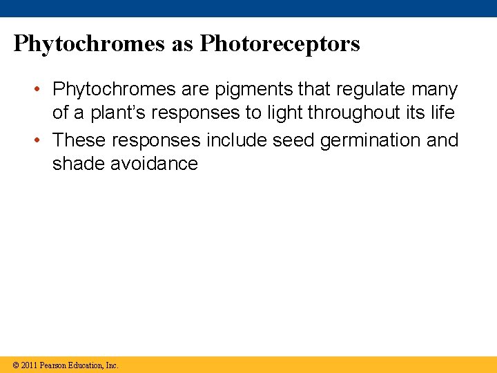 Phytochromes as Photoreceptors • Phytochromes are pigments that regulate many of a plant’s responses