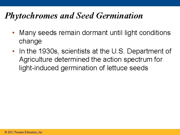 Phytochromes and Seed Germination • Many seeds remain dormant until light conditions change •