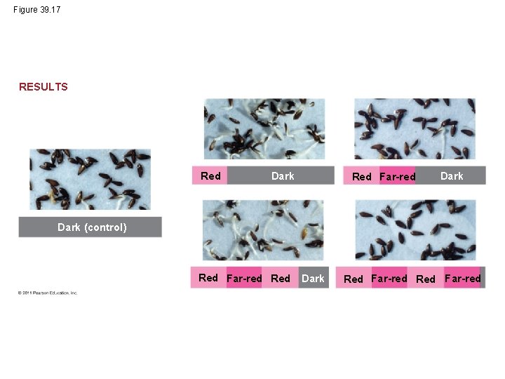 Figure 39. 17 RESULTS Red Dark Red Far-red Dark (control) Red Far-red Red Dark