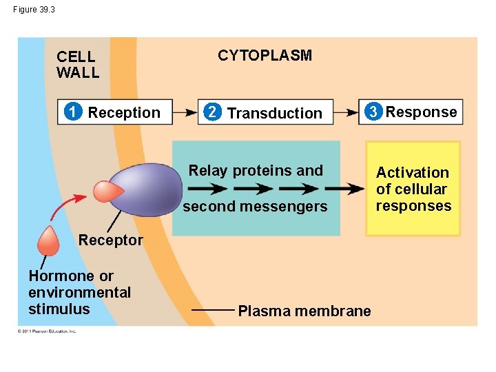 Figure 39. 3 CELL WALL 1 Reception CYTOPLASM 2 Transduction 3 Response Relay proteins