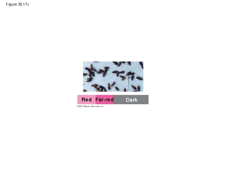 Figure 39. 17 c Red Far-red Dark 