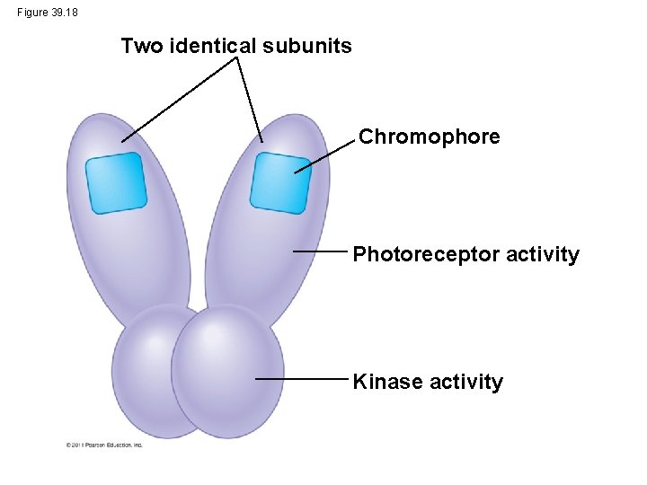 Figure 39. 18 Two identical subunits Chromophore Photoreceptor activity Kinase activity 