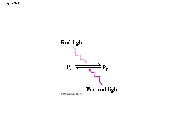 Figure 39. UN 01 Red light Pr Pfr Far-red light 