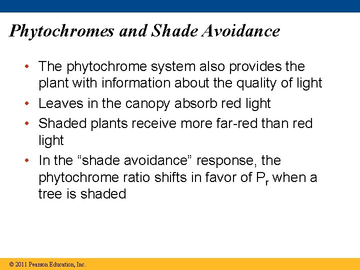 Phytochromes and Shade Avoidance • The phytochrome system also provides the plant with information