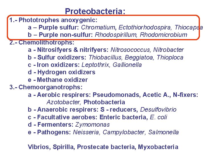 Proteobacteria: 1. - Phototrophes anoxygenic: a – Purple sulfur: Chromatium, Ectothiorhodospira, Thiocapsa b –