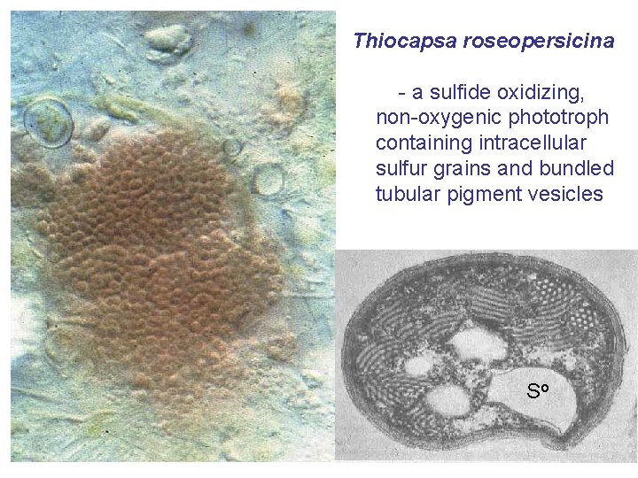 Thiocapsa roseopersicina - a sulfide oxidizing, non-oxygenic phototroph containing intracellular sulfur grains and bundled