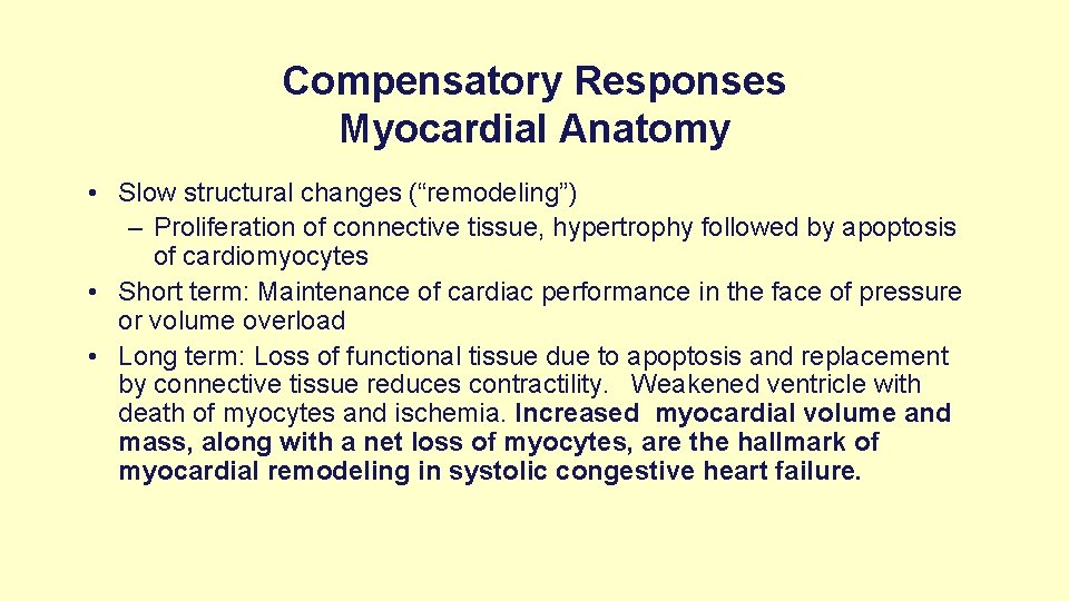 Compensatory Responses Myocardial Anatomy • Slow structural changes (“remodeling”) – Proliferation of connective tissue,