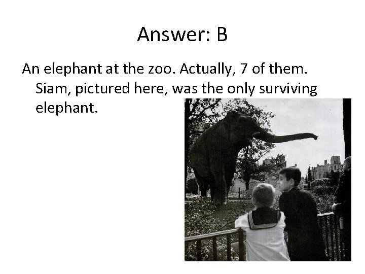 Answer: B An elephant at the zoo. Actually, 7 of them. Siam, pictured here,