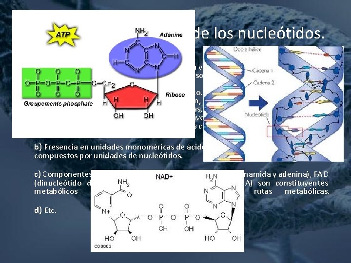 Funciones metabólicas de los nucleótidos. Todos los tipos de células contienen una gran variedad