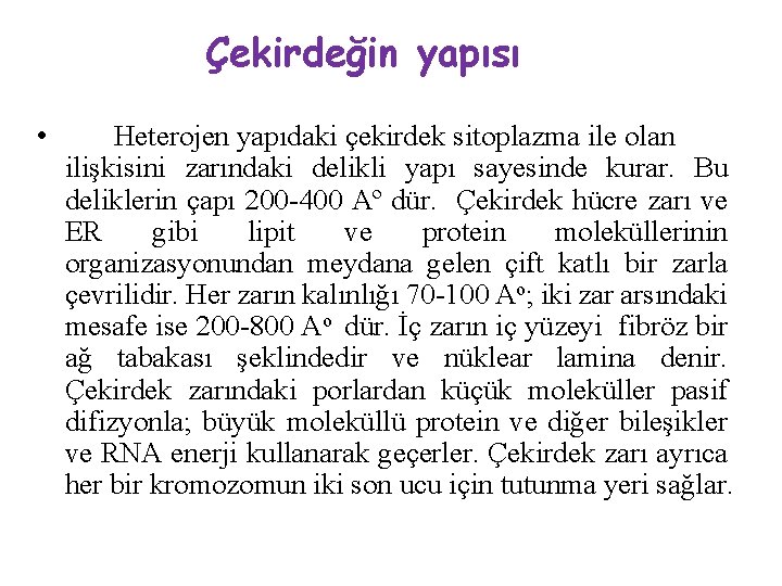 Çekirdeğin yapısı • Heterojen yapıdaki çekirdek sitoplazma ile olan ilişkisini zarındaki delikli yapı sayesinde