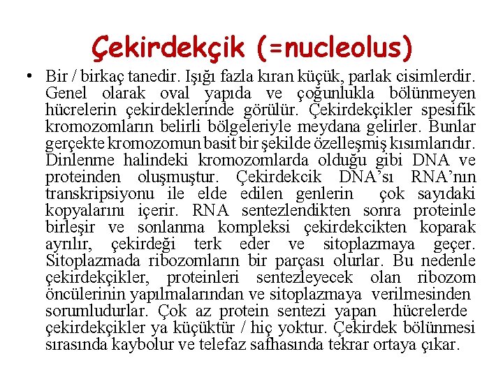 Çekirdekçik (=nucleolus) • Bir / birkaç tanedir. Işığı fazla kıran küçük, parlak cisimlerdir. Genel