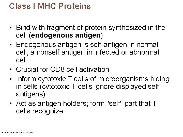 Class I MHC Proteins • Bind with fragment of protein synthesized in the cell