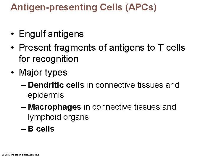 Antigen-presenting Cells (APCs) • Engulf antigens • Present fragments of antigens to T cells