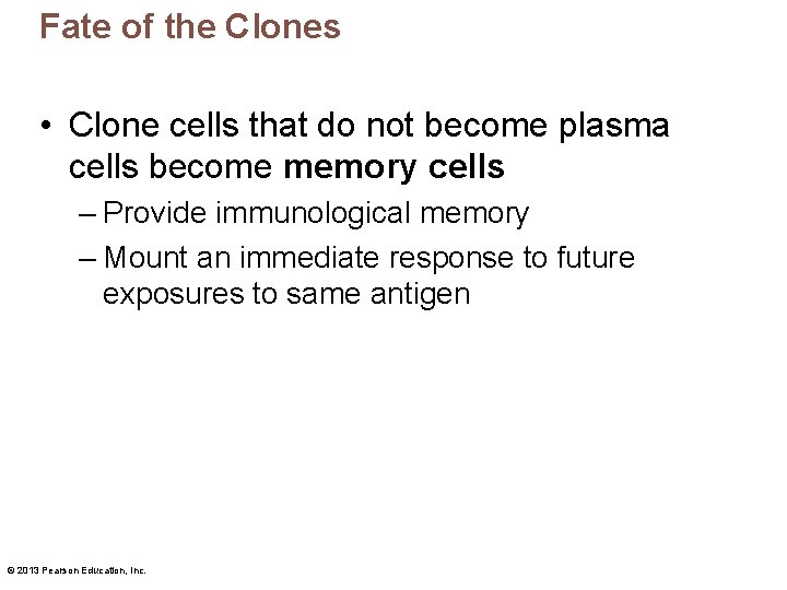 Fate of the Clones • Clone cells that do not become plasma cells become