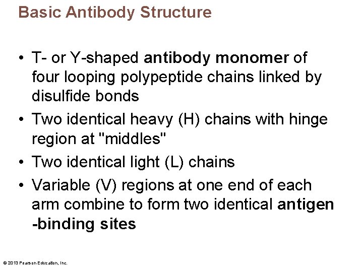 Basic Antibody Structure • T- or Y-shaped antibody monomer of four looping polypeptide chains