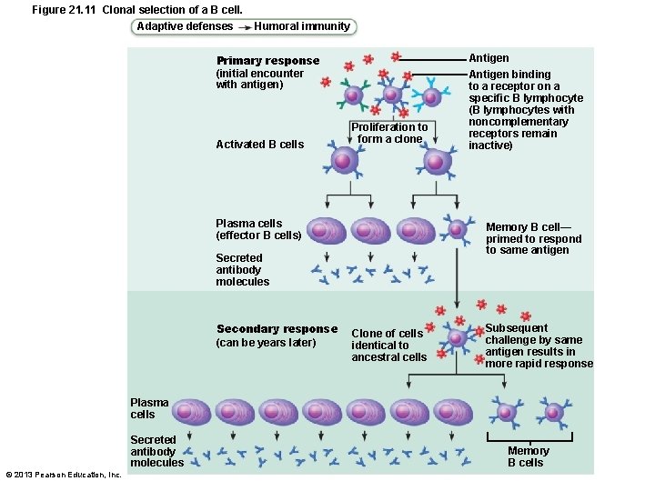 Figure 21. 11 Clonal selection of a B cell. Adaptive defenses Humoral immunity Primary