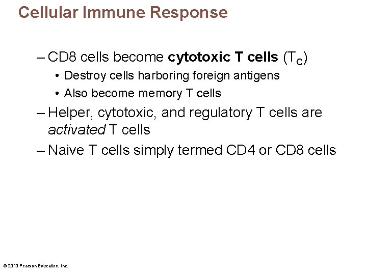 Cellular Immune Response – CD 8 cells become cytotoxic T cells (TC) • Destroy