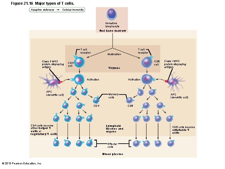 Figure 21. 16 Major types of T cells. Adaptive defenses Cellular immunity Immature lymphocyte