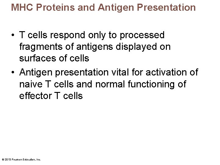 MHC Proteins and Antigen Presentation • T cells respond only to processed fragments of