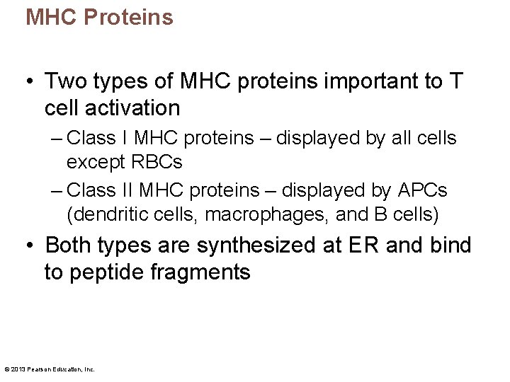 MHC Proteins • Two types of MHC proteins important to T cell activation –