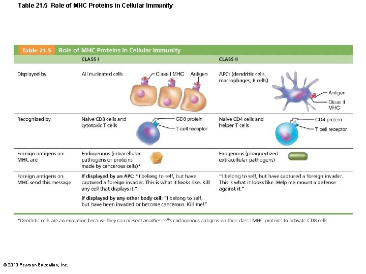 Table 21. 5 Role of MHC Proteins in Cellular Immunity © 2013 Pearson Education,