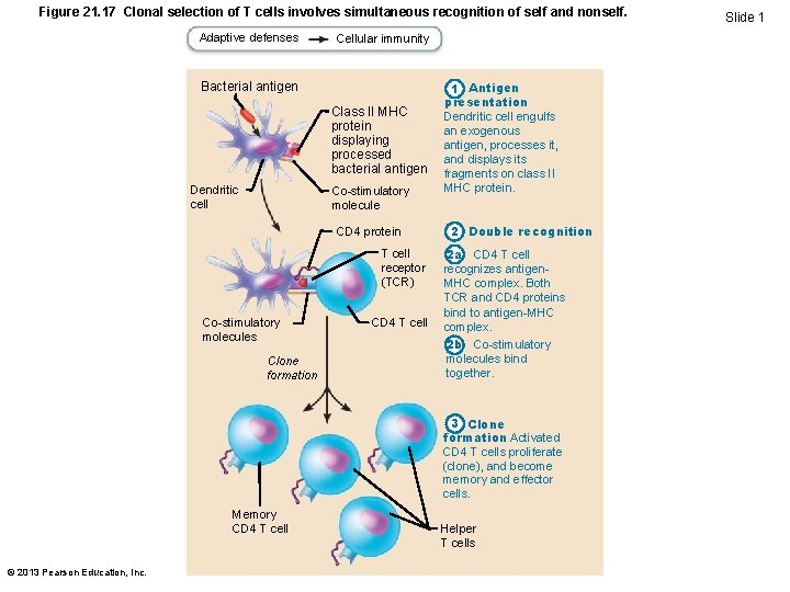 Figure 21. 17 Clonal selection of T cells involves simultaneous recognition of self and