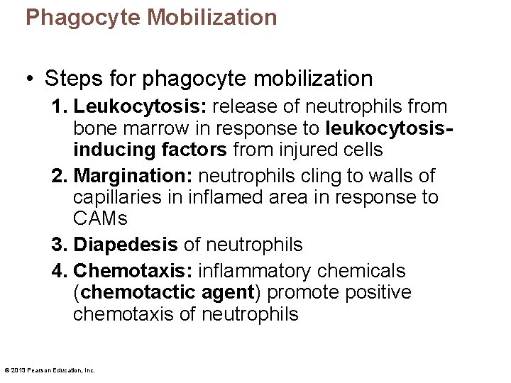 Phagocyte Mobilization • Steps for phagocyte mobilization 1. Leukocytosis: release of neutrophils from bone