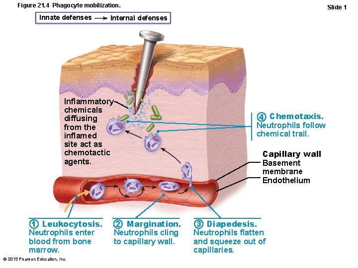 Figure 21. 4 Phagocyte mobilization. Innate defenses Internal defenses Inflammatory chemicals diffusing from the