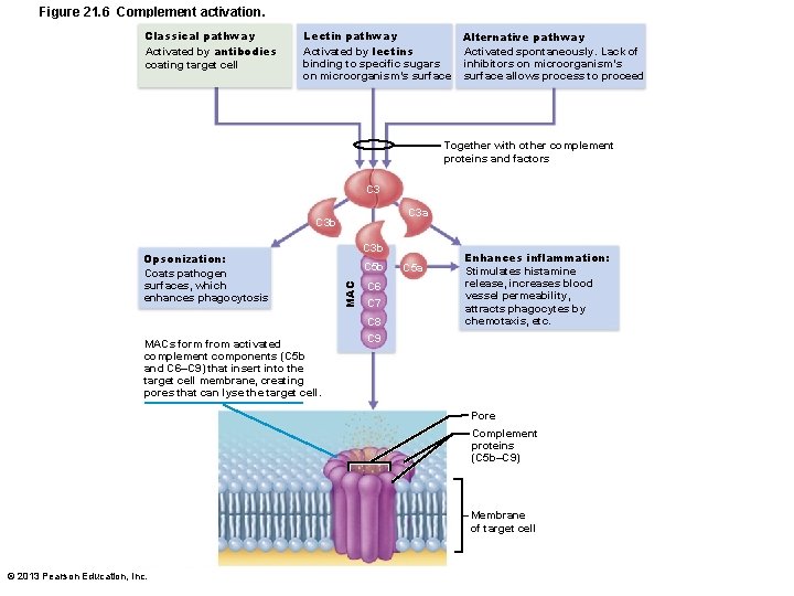 Figure 21. 6 Complement activation. Classical pathway Activated by antibodies coating target cell Lectin
