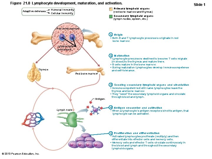 Figure 21. 8 Lymphocyte development, maturation, and activation. Adaptive defenses Primary lymphoid organs (red