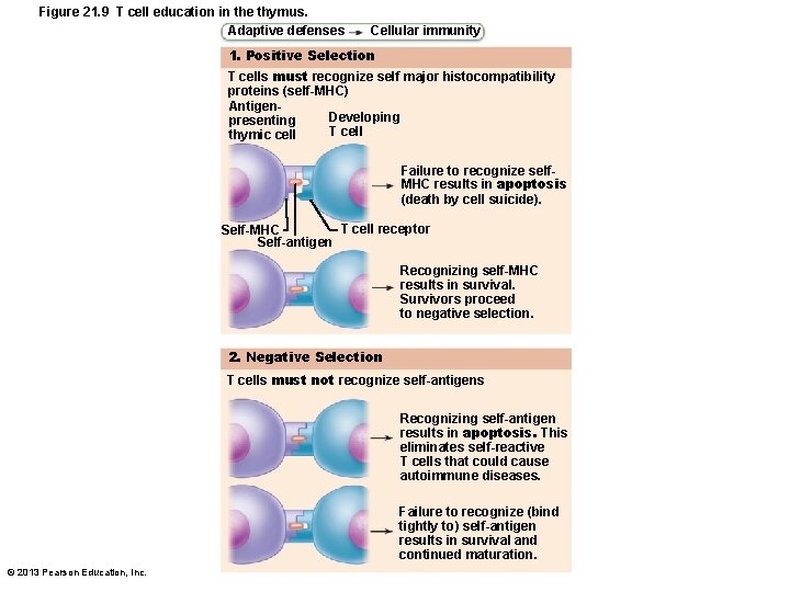 Figure 21. 9 T cell education in the thymus. Adaptive defenses Cellular immunity 1.