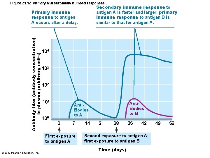 Figure 21. 12 Primary and secondary humoral responses. Secondary immune response to antigen A