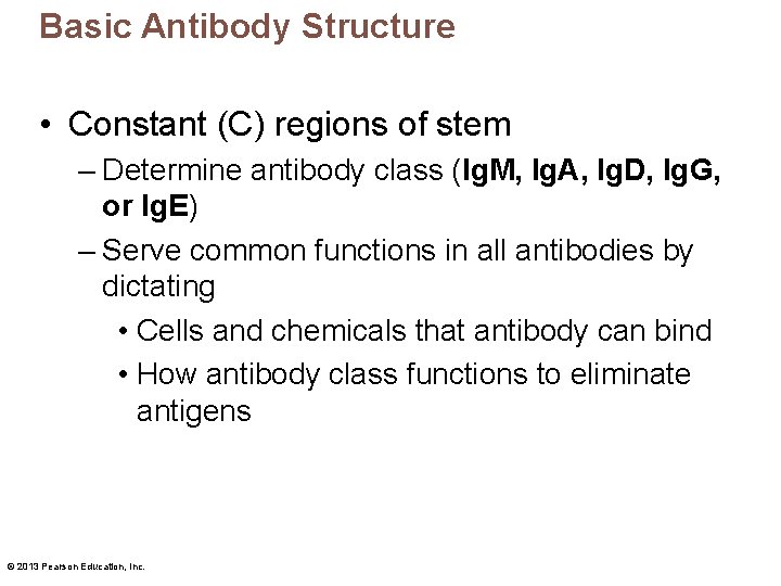 Basic Antibody Structure • Constant (C) regions of stem – Determine antibody class (Ig.