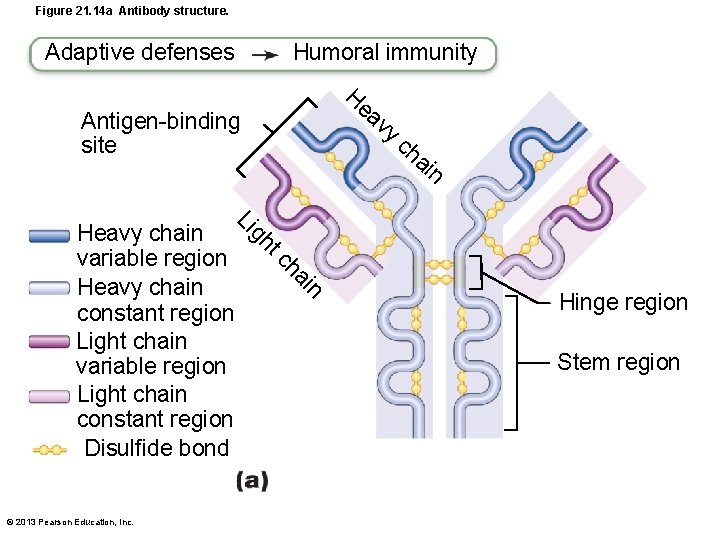 Figure 21. 14 a Antibody structure. Humoral immunity Adaptive defenses He av y Antigen-binding