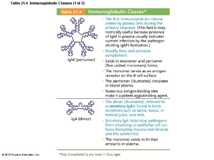 Table 21. 4 Immunoglobulin Classes (1 of 2) © 2013 Pearson Education, Inc. 