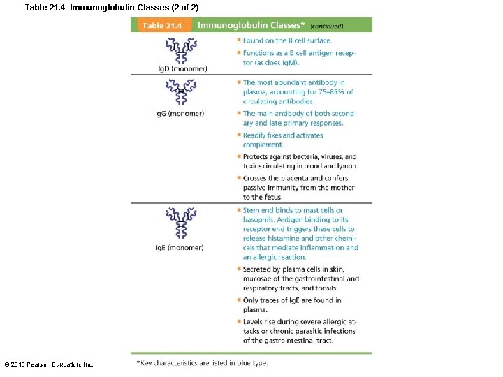 Table 21. 4 Immunoglobulin Classes (2 of 2) © 2013 Pearson Education, Inc. 