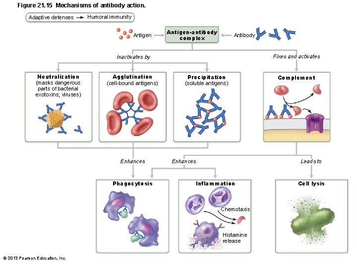 Figure 21. 15 Mechanisms of antibody action. Adaptive defenses Humoral immunity Antigen-antibody complex Antibody