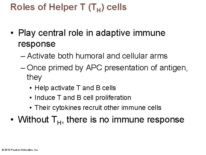 Roles of Helper T (TH) cells • Play central role in adaptive immune response