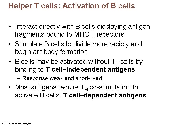 Helper T cells: Activation of B cells • Interact directly with B cells displaying