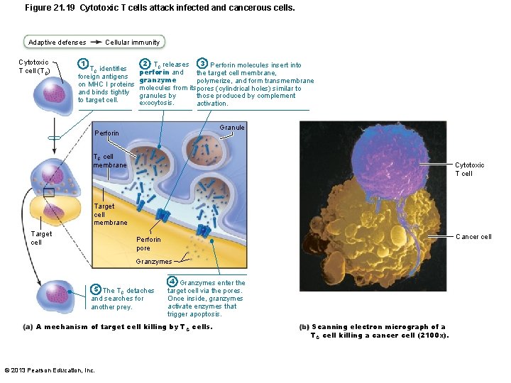 Figure 21. 19 Cytotoxic T cells attack infected and cancerous cells. Adaptive defenses Cytotoxic